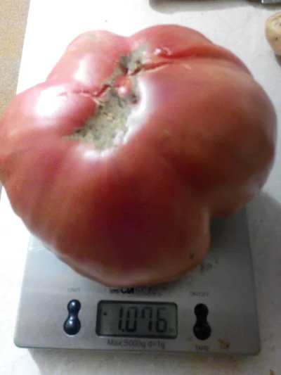 widmo82 - Dziś będzie znów #pomidorowa
SPOILER
https://www.youtube.com/watch?v=RleT...
