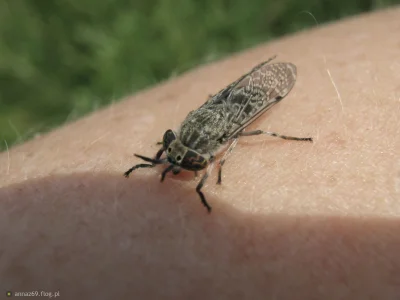 cmazecik - emano mirki, są u was ślepaki lub muchy końskie? jak zwal tak zwał chodzi ...