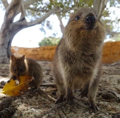 aloszkaniechbedzie - I smell weekend comin' up ʕ•ᴥ•ʔ 

#quokka #quokkanadzis #zwier...