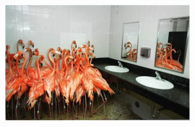 ColdMary6100 - Te flamingi znalazły schronienie w łazience Miami-Metro Zoo, gdy tropi...