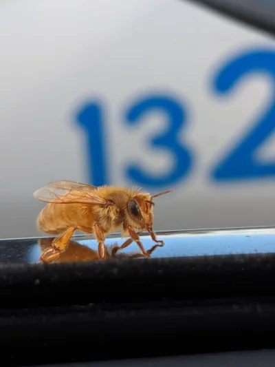 WuDwaKa - Złota pszczoła (｡◕‿‿◕｡)
#pszczoly #pszczola #pszczelarstwo #owady