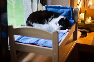 JnBssmr - @JnBssmr: Drugi wpis. Mój koteł śpi w swoim łóżku.



#kot #koty #kotnadzis...