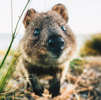 aloszkaniechbedzie - Halo #dziendobry witam i o zdrowie pytam ( ͡° ͜ʖ ͡°) 

#quokkana...