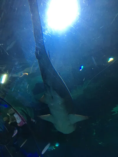 P.....y - Byłem dzisiaj w aquarium i było fajnie, widziałem rekina i inne rybki, oto ...