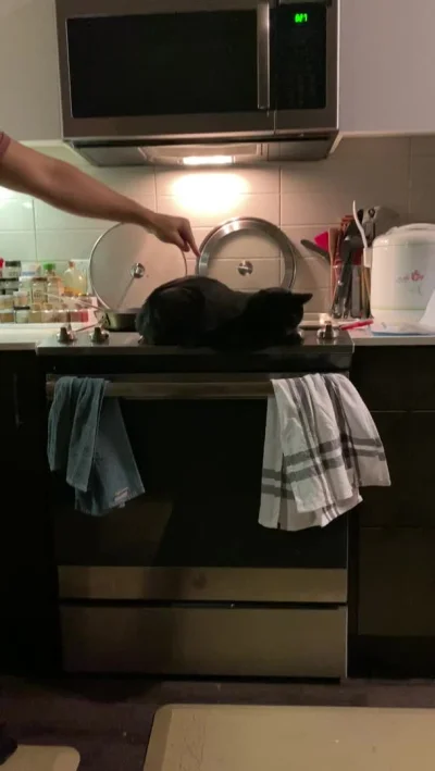 Forbot - Co się stanie, gdy kot usiądzie na dotykowym przycisku, który steruje światł...