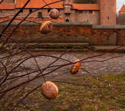 vivianka - Widzieliście już te pączki na drzewach?
Wiosna idzie.
#wiosna #paczki #tlu...
