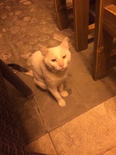herq - #koty #albania 

Szkoderski kot