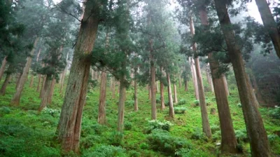 johanlaidoner - Japonia- kraj lasu
Niesamowitym faktem jest, że Japonia posiadająca ...
