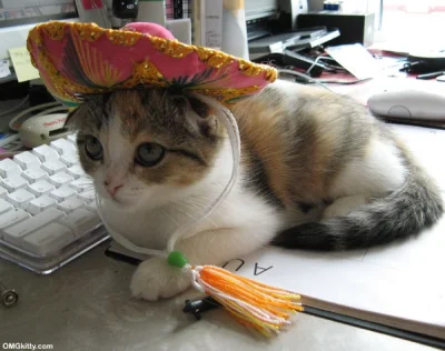 Oszaty - dzień meksykański bez kotów w #sombrero... no dajcie spokój. przybywam to na...