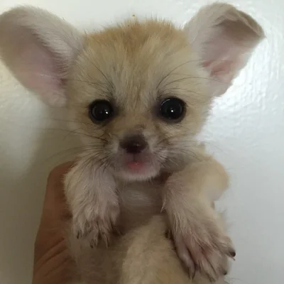 FR90 - Młody Fenek ʕ•ᴥ•ʔ
Z instagrama JeffAnimalGuy
#smiesznypiesek #fennec