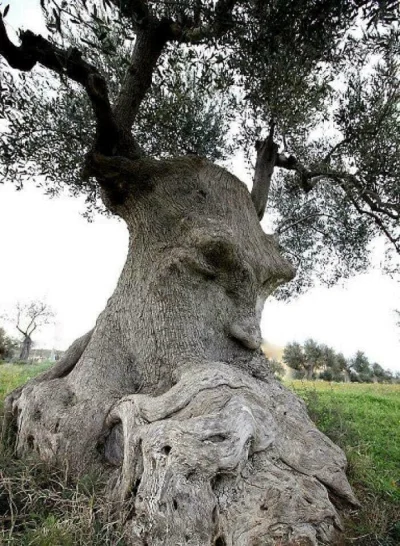Chrystus - Stare drzewo oliwne z włoskiej Apulii, zwane przez okolicznych "zamyślonym...