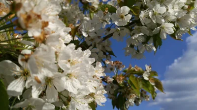 voxjoy - Oj chyba będą czereśnie w tym roku...
#ogrodboners #fotografia