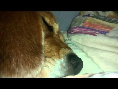 Felonious_Gru - #wikiwiki Pyro masz film jak pies śpi