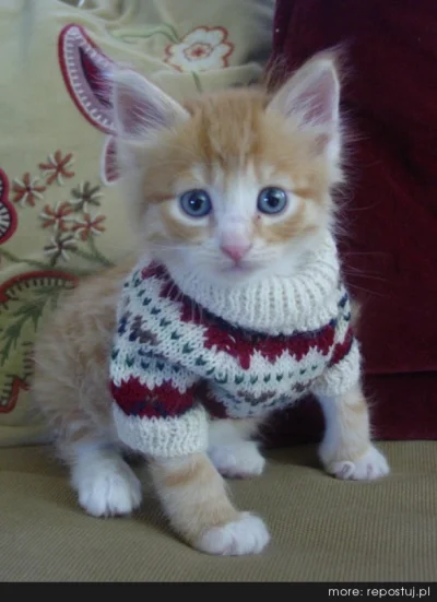 Kozajsza - Nic sie nie dzieje to tylko kot w swetrze, daj plusa i przeglądaj dalej.
...