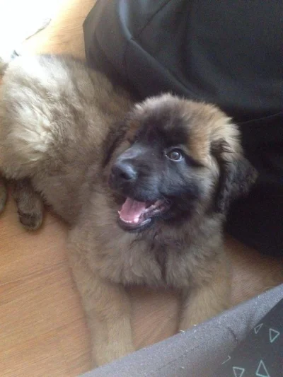 N.....e - Ja dziś pracuję z małym pomocnikiem :P

#pies #psy #pokazpsa #leonberger