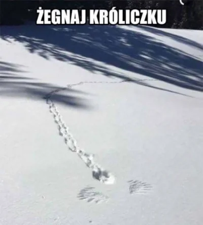 Zdejm_Kapelusz - #humorobrazkowy #zwierzaczki