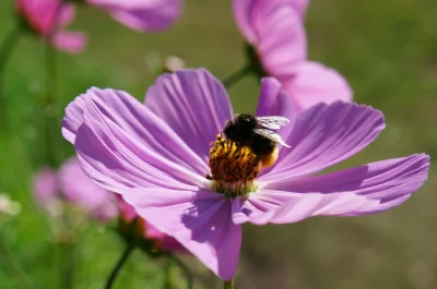 epi - Mogłaby już przyjść ta wiosna :)

Foto z ogrodu botanicznego w Łodzi z zeszłego...