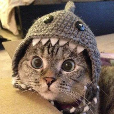 navi8 - koto rekin 

#koty #ryby