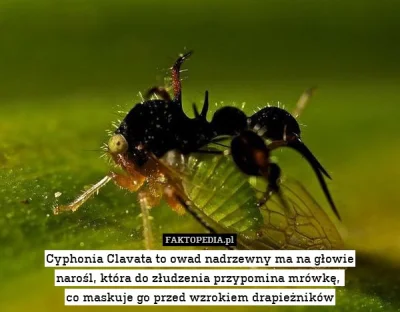 Lifelike - Ciekawy przykład mimikry u owada z rodziny zgarbowatych Cyphonia clavata ż...