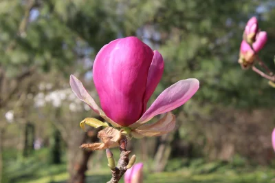 Osiedlowydiler - #fotografia #canon #zdjecia #magnolia #autorskie