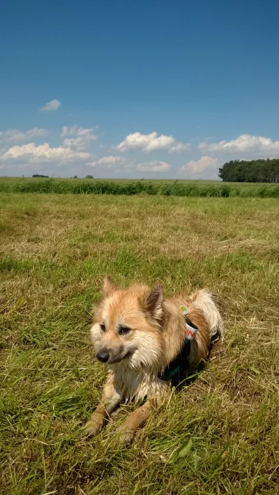 b.....l - wstępnie dostaliśmy psa do opieki na weekend. siostra zna tylko jego opieku...