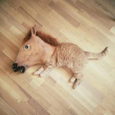 XsomX - Połączenie kota i konia - Koń
#wychowaniedozyciawrodziniezawartosc #dziwneko...