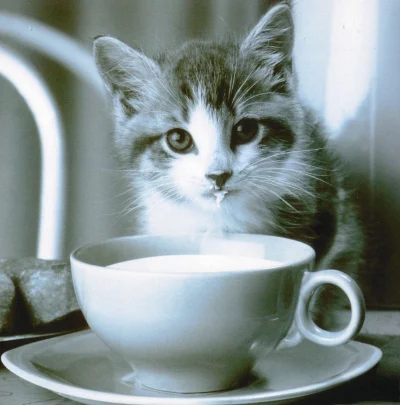 Kotekmiaumiau - #koty 
Nie ma to jak mleczko przed śpiochaniem. Dobranoc mireczki!