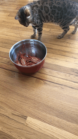 pierdze - #smiesznekotki #koty #kitku 

Kolejna porcja kotów przestraszonych/wystra...