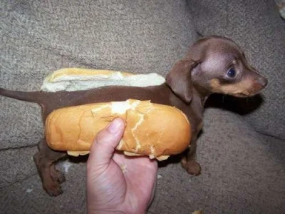 MARCINDZIECIAKI27 - Czas na Hot Dog ;) #humorobrazkowy #pies