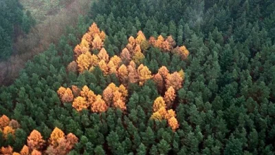 p.....a - Leśna swastyka koło Berlina?


Być może jest to jeden z najdziwniejszych...