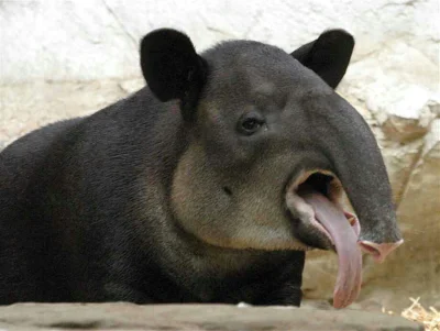 Jandu - #smiesznypiesek #tapir