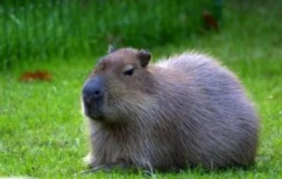 Gaboleusz - Kapibara ma minę jakby była już zmęczona tym gównem 
#smiesznypiesek