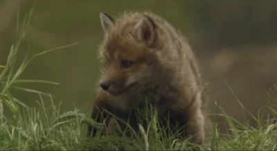 T.....r - Helen the Baby Fox aka Kogitsune Heren https://www.imdb.com/title/tt0808336...