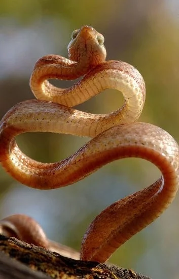 i.....r - #snakeboners #waz #terrarystyka



jeśli ktoś wie co to za wężysko to się c...