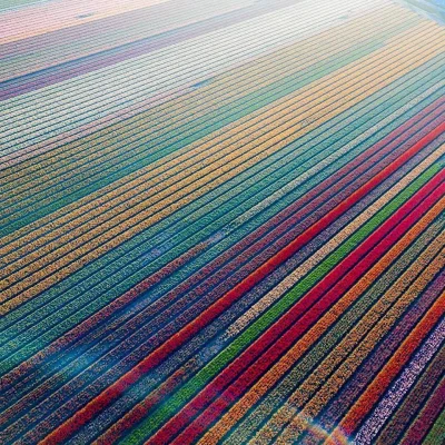 Castellano - Pola tulipanów w Lisse. Holandia
zdj: mlnagteg 
#earthporn #fotografia...