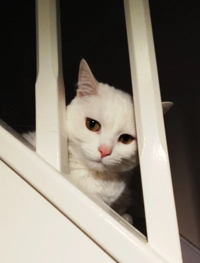 Ag90 - @sinusik a to pech z moją kotką - oczy ma zielone, a jest głucha, za to jej pi...