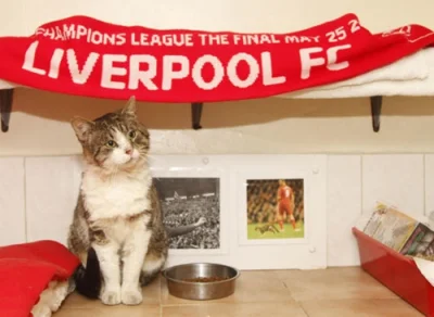 G....._ - #anfieldcat #kot #liverpoolfc #truesupporter 

Anfield cat - prawdziwy kibo...