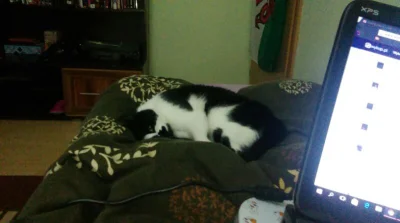 siostra_packa - Kot zameldowany na nogach. Iść spać czy nie iść spać oto jest pytanie...