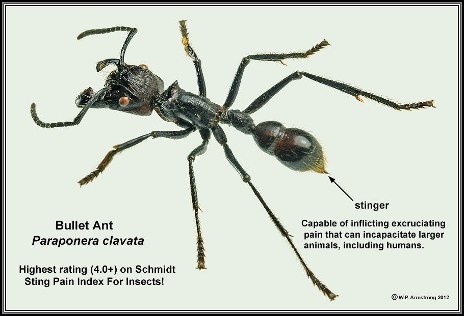 Ящерица муравьи. Paraponera clavata. Муравей Paraponera clavata. Paraponera clavata муравей-пуля. Paraponera clavata жало.