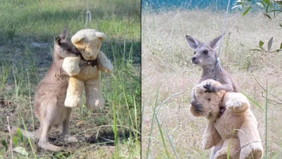 R2D2zSosnowca - Osierocony kangurek. Serce mi pękło :(
#kangur #australia #sierota
