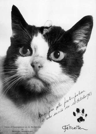 sinusik - 33/100 Tyle się mówi o Łajce a była też Félicette – jedyny kot, który odbył...