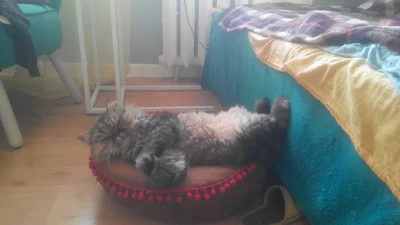 Foczi - #koty #smiesznypiesek #heheszki
A mój kot po całym dniu spania odpoczywa tak!