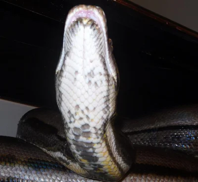 GraveDigger - Uwielbiam spód węży <3
#zwierzaczki #gady #wonsz