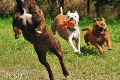 matra - Poxipol [bez głowy] Beza i Robak najlepsze fundacyjne pieseły do adopcji ( ͡°...