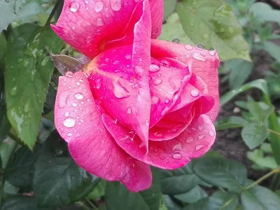 laaalaaa - Róża 23/100 z mojego ogrodu ( ͡° ͜ʖ ͡°)
#mojeroze #chwalesie #ogrodnictwo...