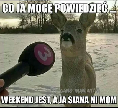 Polasz - #weekendzik