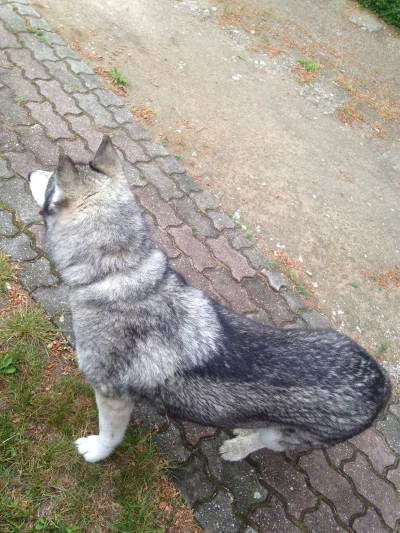 shiharu - Ktoś zgubił psa na Biskupinie? #wroclaw #psy #zguba