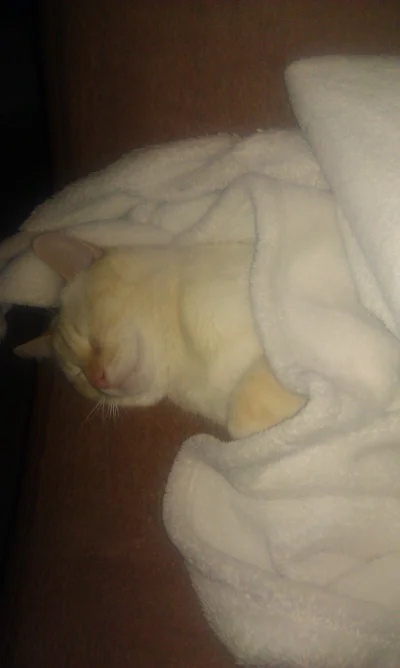 Dafcio - Zmęczony Karmelek.



#koty #kot ##!$%@?