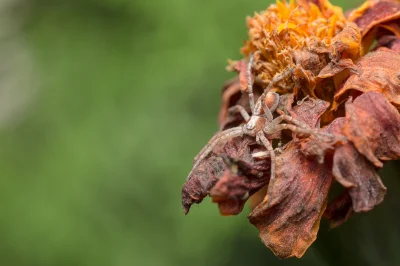 Soczi - Dzisiejszy, dość spontaniczny wypad makro okazał się całkiem udany. 

Wybrałe...