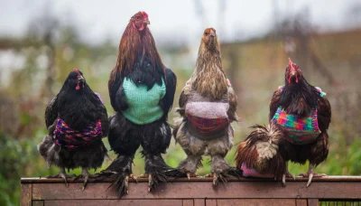 E.....a - Z okazji piątku - kurczaki w sweterkach! 
#humorobrazkowy #heheszki
#zwie...